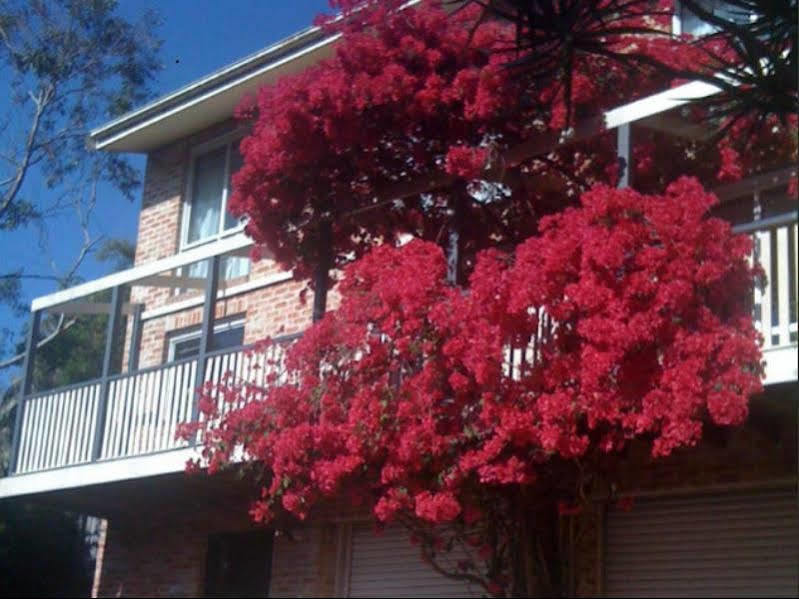 Linley House Bed and Breakfast Sydney Exteriör bild